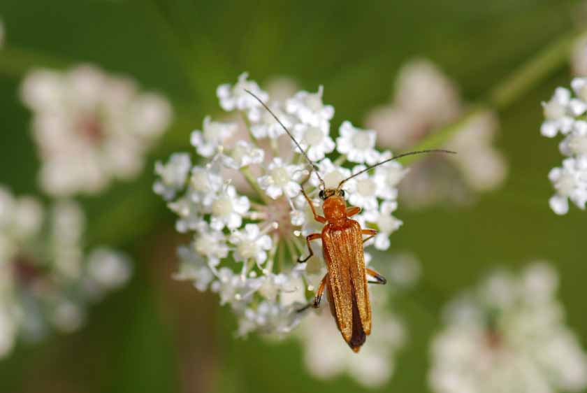 Da identificare 2: Oedemera podagrariae